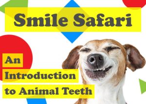 Des Moines dentist, Dr. Chad Johnson at Veranda Dentistry, takes readers on an exploration of animal teeth and explains why they can be so different from creature to creature.