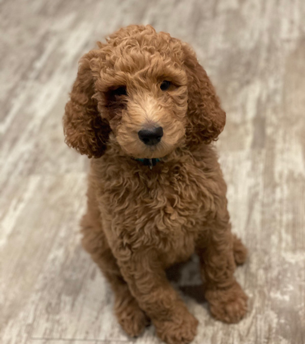 Dr. Emily's dog